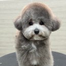 댕댕그루밍 이미지