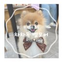 [ 강아지악세사리 ] 포메라니안리본 으로 추천하는 강아지선물추천 : 차차독 벨모어