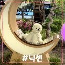 화접5리 | 남양주 애견동반 카페 닉센, 밤에 가면 더 예쁜 야외 돔 후기