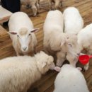 기원목장 이미지