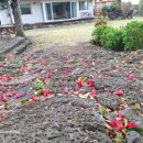 세화 동백그늘 이미지