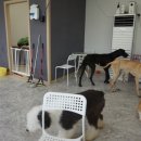 도니독 이미지