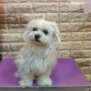 애견미용 나나엄마 이미지