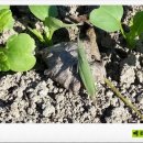 푸르매농장 이미지