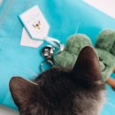참_Charm | 젤리캣 어뮤저블스 섐록 백참 후기 Jellycat Amuseables Siofra Shamrock Bag Charm Review