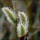 버들강아지 이미지