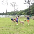 하늘목장 이미지