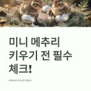 성조농장 | 미니 메추리 키우기 전 필수 체크! 부화부터 먹이까지 총정리