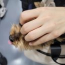 댕댕이 목욕탕 | [대방] 강아지 목욕시키기 딱 좋은 댕댕이목욕탕대방점 방문 후기! #24시무인애견목욕 #24시강아지목욕샵