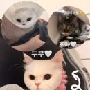 서울고양이미용실