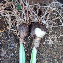 그라피티 개화구 이미지