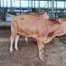 부흥한우농장 이미지