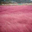 경남 여행지 합천 신소양체육공원 핑크뮬리 황매산 억새축제 이미지