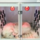 셀프 강아지 목욕탕 이미지