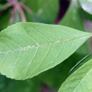 임실덕천리가침박달군락 이미지