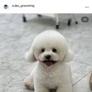 큐브애견미용학원