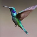 싹트는 날개 이미지