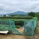 안평농장 이미지