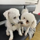어썸강아지호텔 & 목욕 이미지