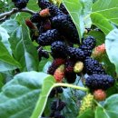 [꽃 이야기] 뽕나무 (Mulberry Tree) 이미지