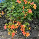 씨유(CU) 제천신백점 | 25년 여름일상