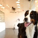 구가의 견 이미지