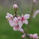 도화농장 이미지