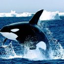 고래사냥 송창식 - 함박골신사 테너색스폰 이미지