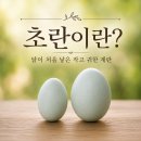 푸른축산유통 - 제주시 | 초란이란? 닭이 처음 낳은 작고 귀한 계란, 영양과 일반 계란 차이