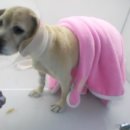 온천동물병원 이미지