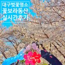 경대교 주변 | 대구 꽃보라동산 벚꽃놀이 실시간 주차 꿀팁