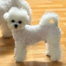 토비네 살롱 이미지