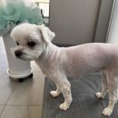 대구혁신메디컬 동물병원 이미지