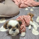 그루밍 블라썸 이미지