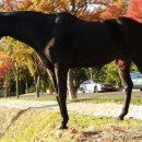 대덕승마장 이미지