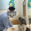 냥냥이 캔따개 네이버블로그