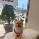 배다리 애견 미용 네이버블로그