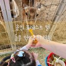 수지장애인복지관 | 용인 포레스트벨 아이와 동물체험 솔직후기