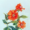 꽃그림 보타니컬 색연필화 이미지