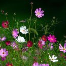 장고행정사 이미지