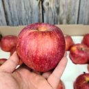 기뜰농원 | 🍎드디어 나왔습니다! 해발 600m 고랭지 '꿀부사' (감홍이 친구예요!)