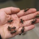 애니멀리움 이미지