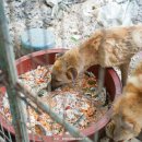 여시농장 이미지