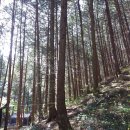 편백숲속