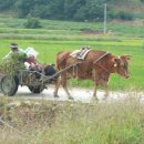워낭소리 이미지
