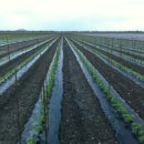 한국돈농장 이미지