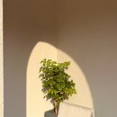 GS25 경포윌점 이미지