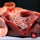 헬릭스동물심장수술센터 이미지