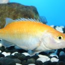 황쏘가리 이미지