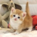 울산고양이분양 도레미캣 이미지